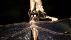 Northern evening Darner