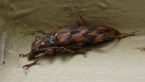 Longicorn Beetle