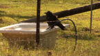 Torresian Crow