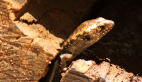Murray's Skink