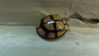 Netted Ladybird