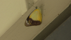 Yellow Albatross Butterfly