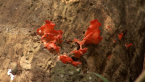 Rainforest Fungi