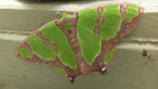 Geometrid Moth