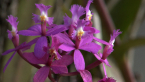 Crucifix Orchid