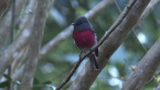 Rose Robin