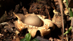 Earthstar Fungus