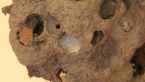 Potter Wasp Nest