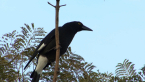 Pied Currawong