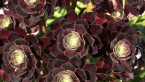 Irish Rose