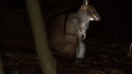 Red-legged Pademelon