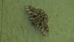 Geometrid Moth