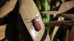 Soapberry Bug