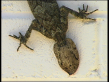 Leaf-tailed Gecko 2