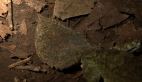 Leaf-tailed Gecko 3