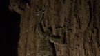 Leaf-tailed Gecko 4