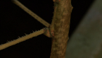 Titan Stick Insect