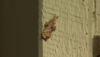 Garage Moth
