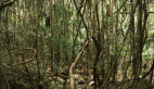 Vine Thicket