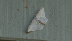 Unidentified Moth