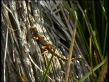 Juvenile Eastern Water Dragon