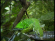 Green Catbird