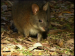 Red-necked Pademelon