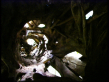 Strangler Fig