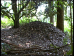 Scrub Turkey Mound