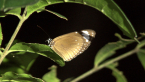 Purple Crow Butterfly