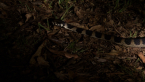 Stephen's Banded Snake