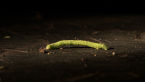 Green Looper Moth Larva