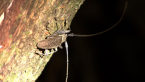 Longicorn Beetle