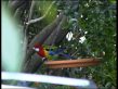 Eastern Rosella