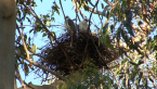 Grey Goshawk Chicks