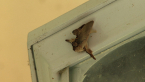 Limacodid Moth
