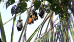 Grey-headed Flying Foxes
