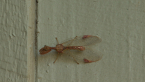 Mantispid Lacewing
