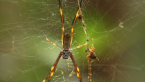 Tiger Spider
