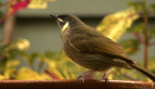Lewin's Honeyeater