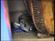 Pink-tongued Lizard