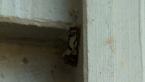 Green Blotched Moth
