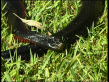 Red-bellied Black Snake