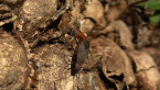 Soapberry Bug