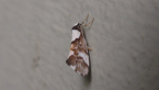 Small Moth