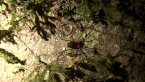 Harvestman 2
