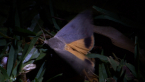 Guava Moth