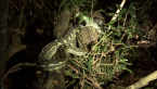 Carpet Python