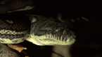 Carpet Python