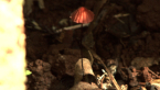 Marasmioid Fungus